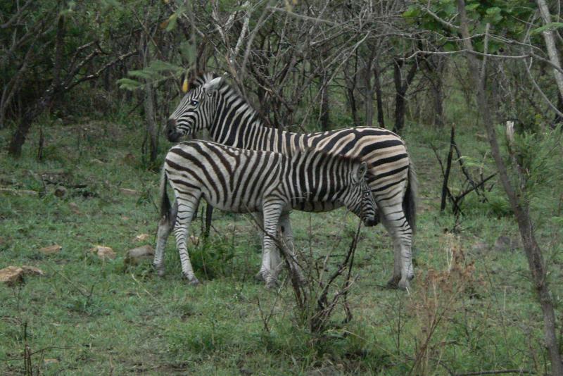 10 REGIONE DEL MPUMALANGA Mthetomusha Game Reserve